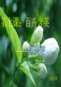 茉莉花教学课件2