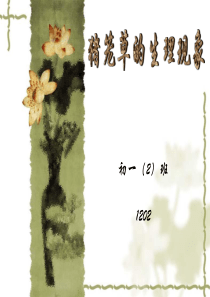 猪笼草(幼稚版)