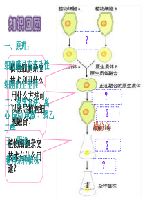 2.2.2-动物细胞融合和单克隆抗体的制备-课件