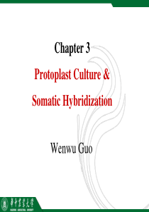 体细胞杂交细胞融合