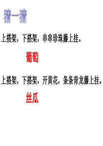 6《爬山虎的脚》教学课件