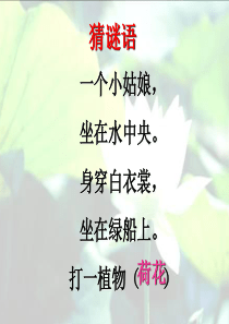 13《荷花》PPT课件