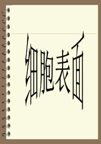第四章--细胞表面