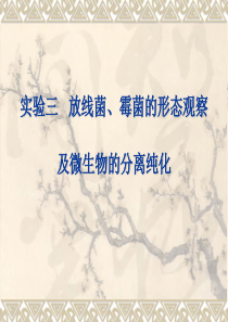 实验三 霉菌、放线菌及土壤中微生物的分离纯化