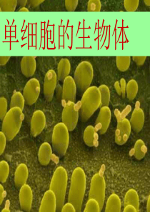 生物：9.3《单细胞的生物体》课件(苏科版七年级下)