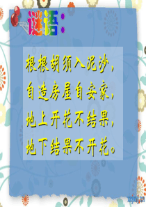 人教版小学语文五年级上册第四组15落花生(两课时全--配套PPT 教案见我文库)