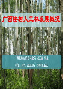 08广西桉树人工林发展概况