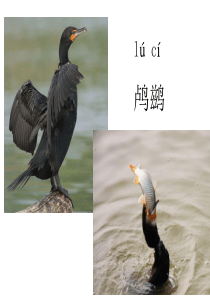 5、动物二章 鸬鹚
