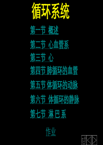 系统解剖循环系统