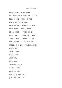 常见蛋白抗体分子量