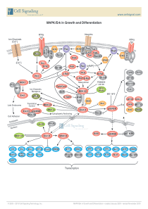 CST公司信号通路图Growth-&-Differ