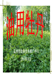 1发展油用牡丹的意义