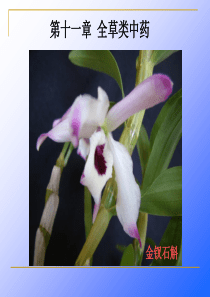 13第十一章-全草类中药