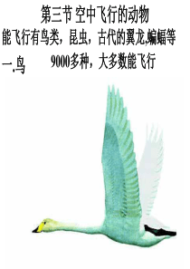 八年级生物上册课件空中飞行的动物