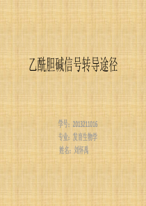 乙酰胆碱信号转导途径