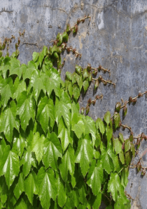 《爬山虎的脚》教学课件2