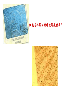 细胞膜系统的边界][1]11.PTT