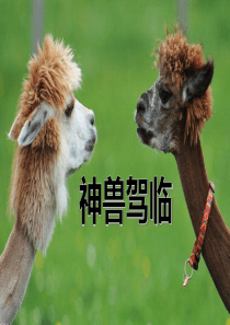 龙湖地产疯狂动物城神兽萌宠节暖场活动方案