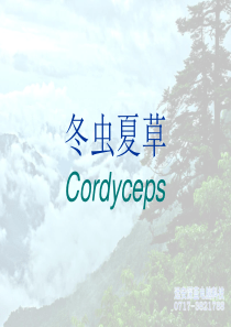 冬虫夏草 全面性权威解析
