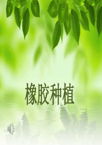 橡胶种植所需要的环境