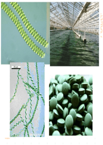 最新版课件-水生生物学1-蓝藻门