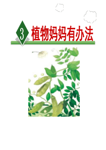 3植物妈妈有办法---优秀课件