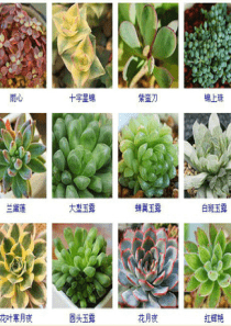 超多肉植物图鉴(值得珍藏)