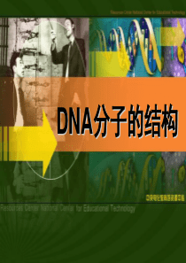 高中生物必修二《DNA分子的结构》
