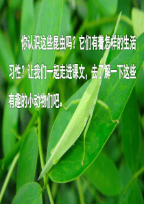 部编版语文三年级下册4 昆虫备忘录
