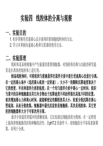 四、线粒体的分离与观察