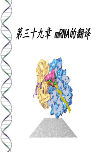 第三十九章-mRNA的翻译