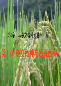 杂交育种与诱变育种