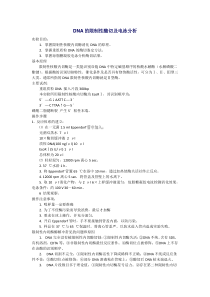 DNA的限制性酶切及电泳分析