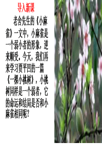 《一颗小桃树》公开课课件
