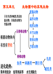 人教版八年级生物上册总复习课件