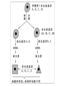 4.2-细胞分化