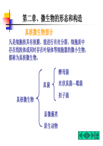 微生物的形态和构造