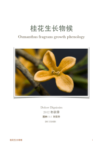 桂花物候期观察
