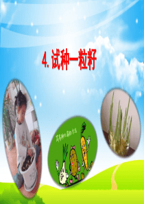 4.试种一粒籽课件
