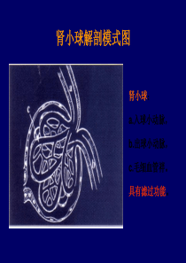 肾病综合征病理图片