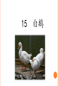 15白鹅