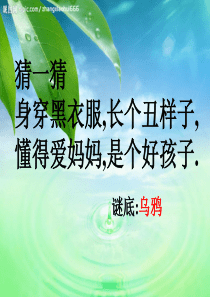 19乌鸦喝水(张改第一、二课时)