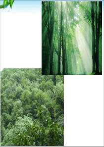 《祖先的摇篮》最新课件