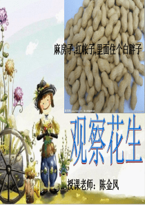 三年级观察花生