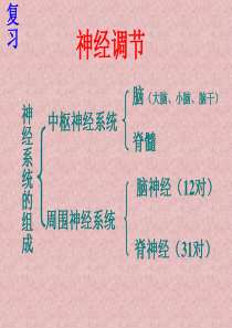 七年级生物非条件反射与条件反射课件人教版