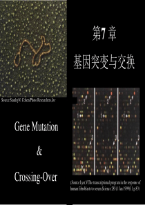 分子生物学第七章