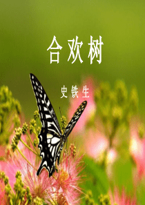 《合欢树》优秀课件