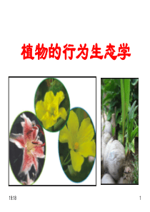 分子生态学-植物的行为生态学20160526