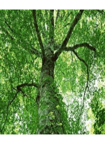 钾离子对气孔开度的影响