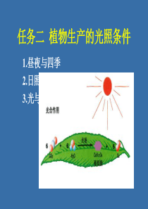任务二植物生产的光照条件